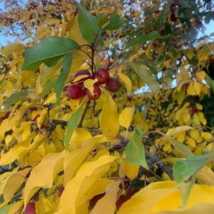 Meet your Posher, Helga